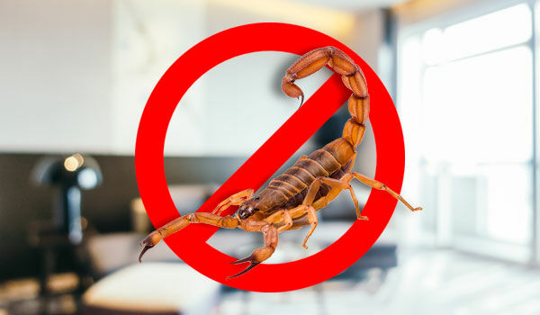 Imagem ilustrativa para o artigo Produto de Limpeza que espanta escorpião em Rio Preto - RP Clean da RP Clean